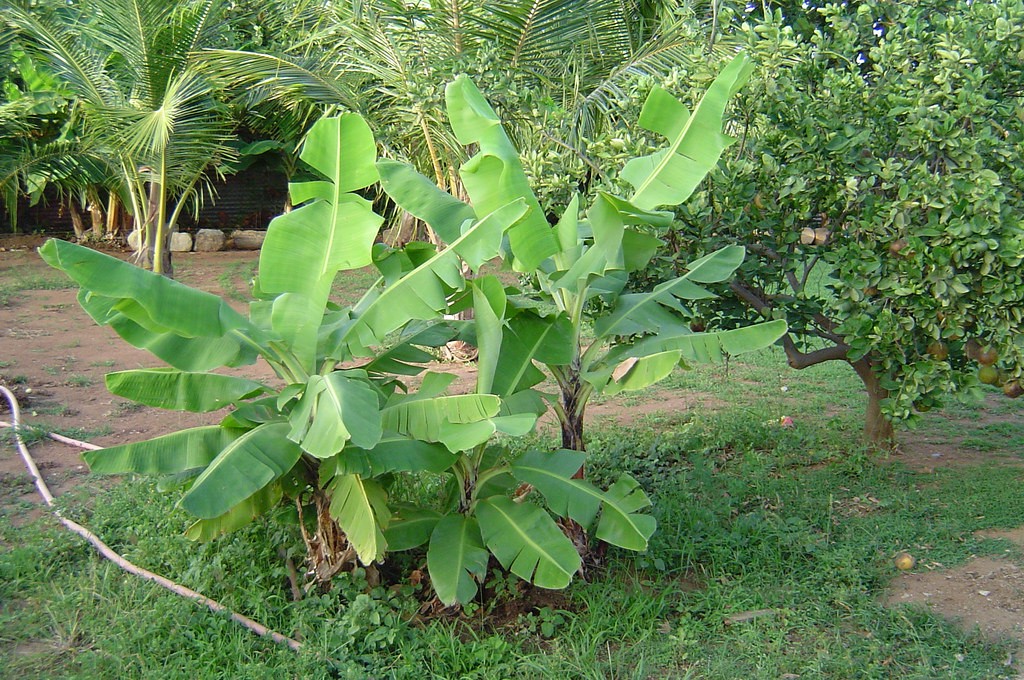 矮人香蕉树