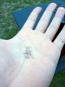 handful-of-seeds