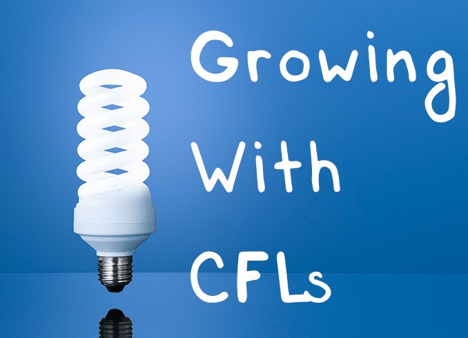 与CFL一起生长