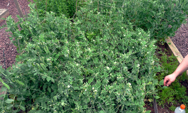 豌豆植株与豌豆伴生植物