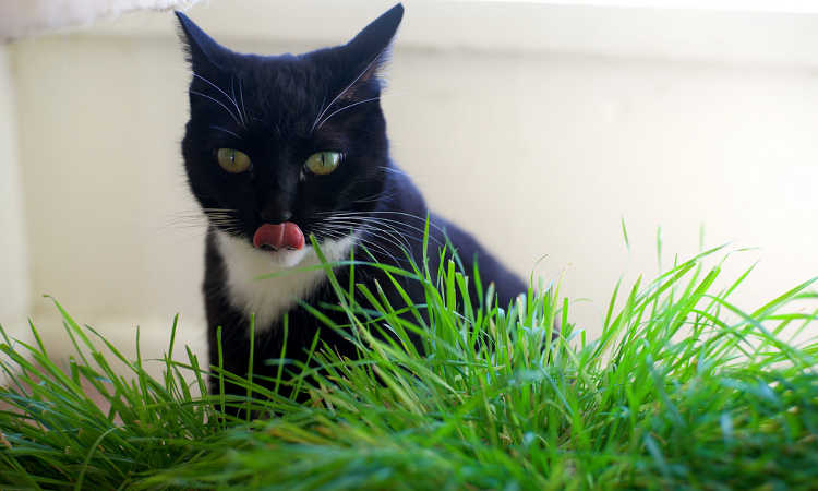 猫吃草