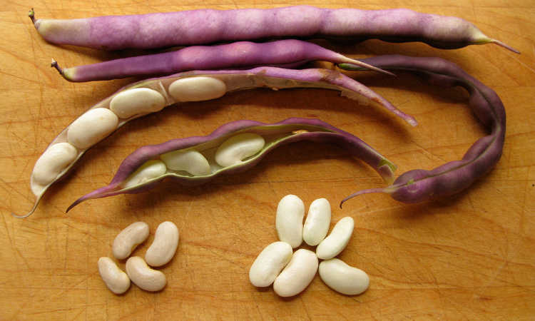 去壳的紫豆荚