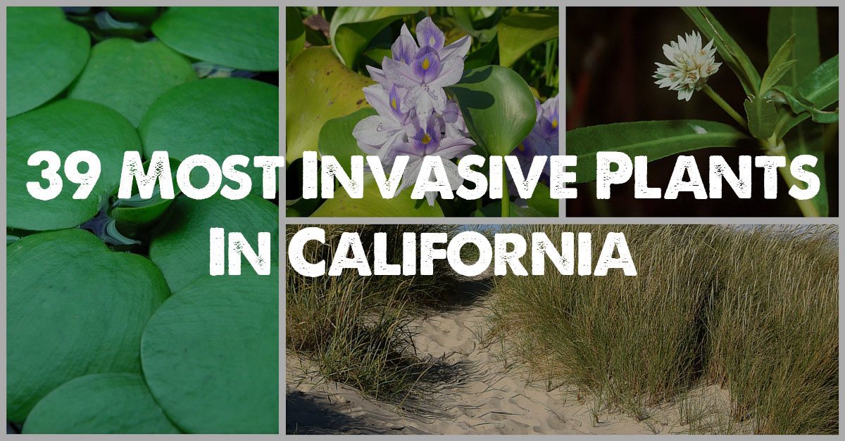 加利福尼亚的39种最具侵入性的植物物种