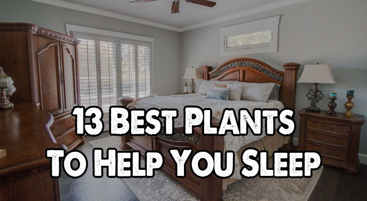 卧室最好的植物