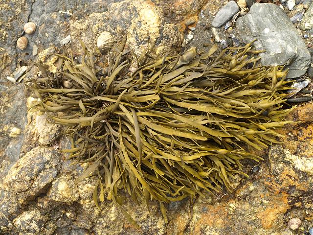 一堆雌蕊Nodosum海带，最常用的海藻肥料。