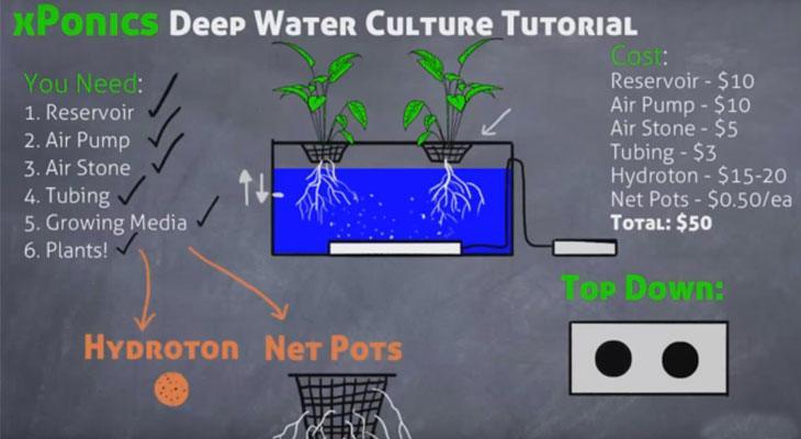 深水培养(DWC)系统如何工作。