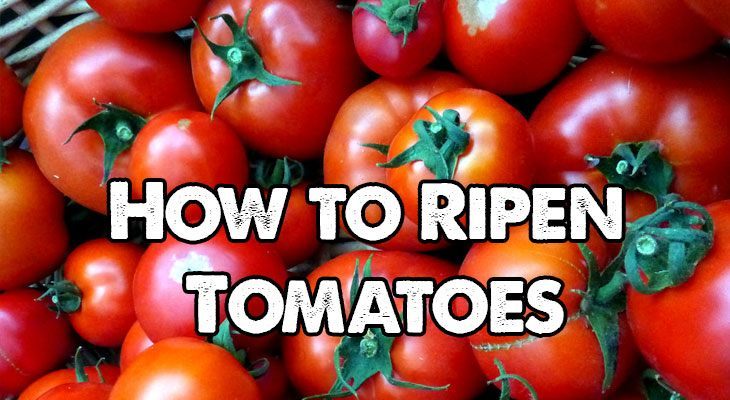 如何使番茄成熟