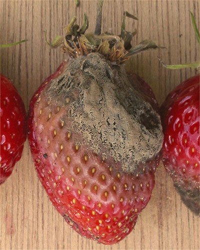 葡萄孢属在草莓