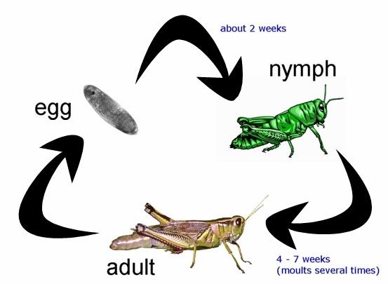 蚱蜢的生命周期