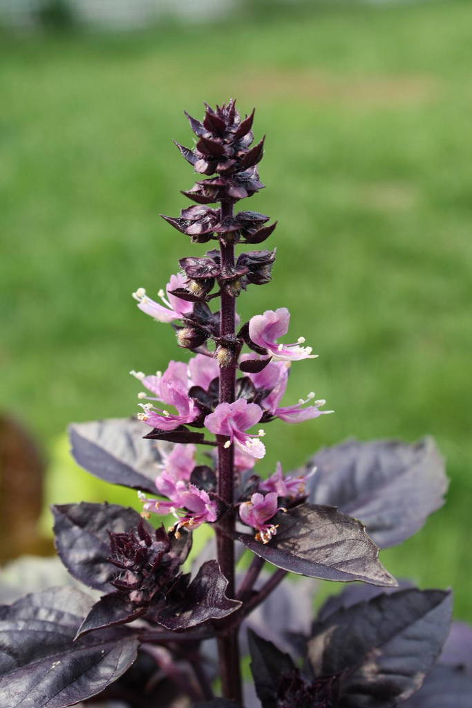 暗蛋白石紫色罗勒花
