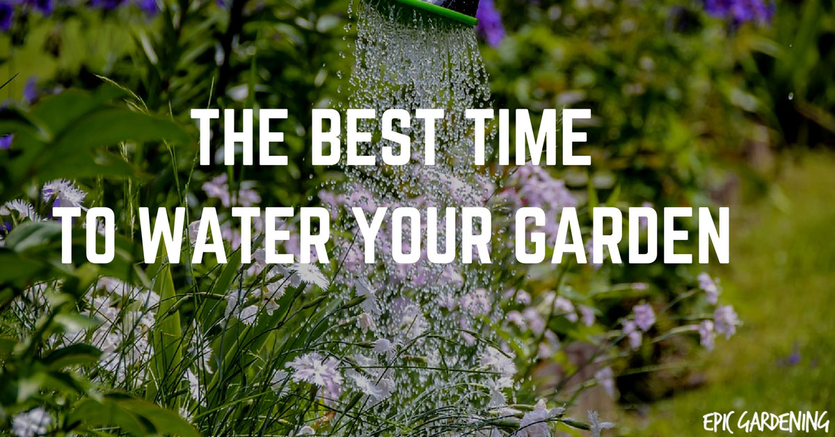 给菜园浇水的最佳时间