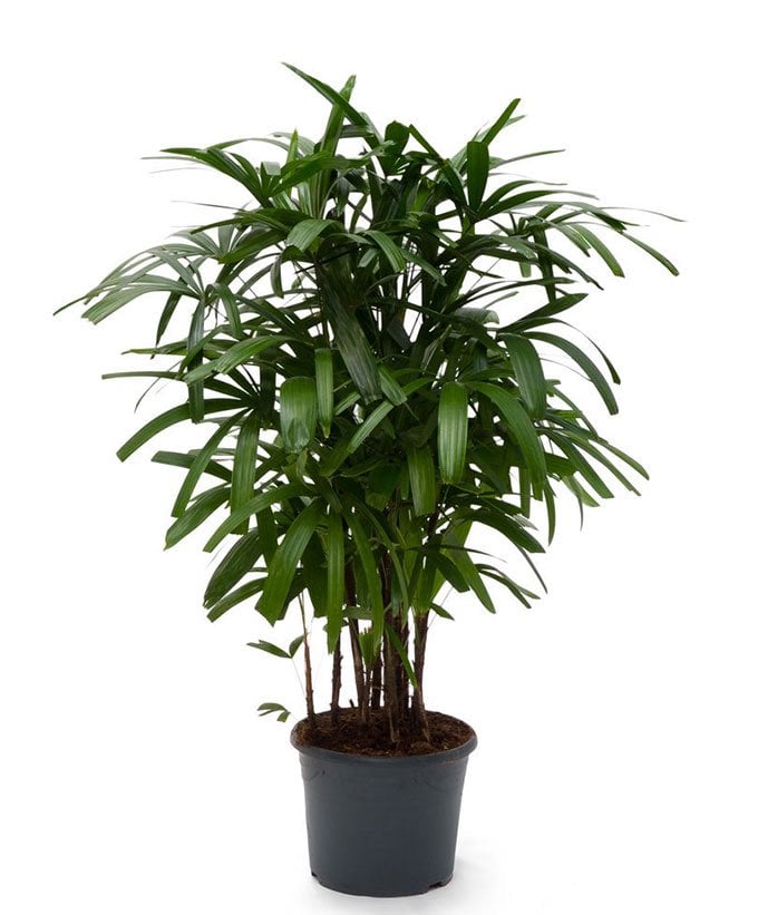 一个中等大小的阔叶女棕榈树的例子。