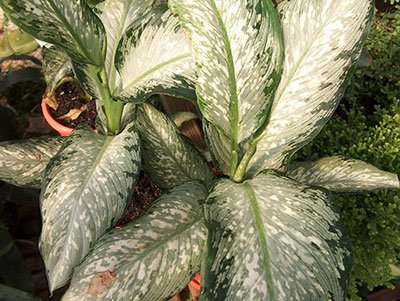 “热带提基”黄斑Dieffenbachia maculata