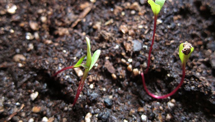 最好的盆栽土壤：如何为植物选择合适的盆栽混合物