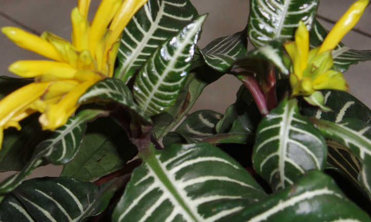 斑马植物
