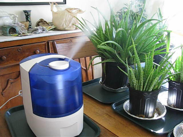最好的植物加湿器为您的室内花园