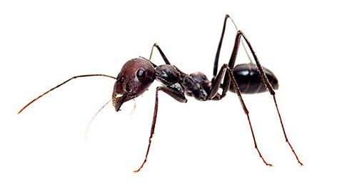 黑马蚂蚁