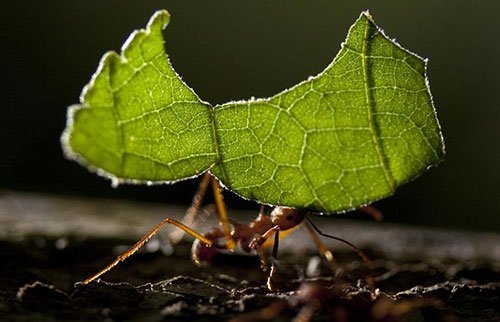 叶切割器蚂蚁