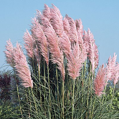 Cortaderia Selloana“ Rendatleri”，“粉红色羽毛”