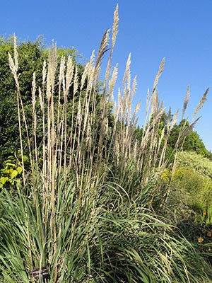 Saccharum Ravennae“ Erianthus’'Hardy Pampas Grass”