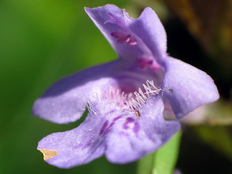 查理草的紫色花