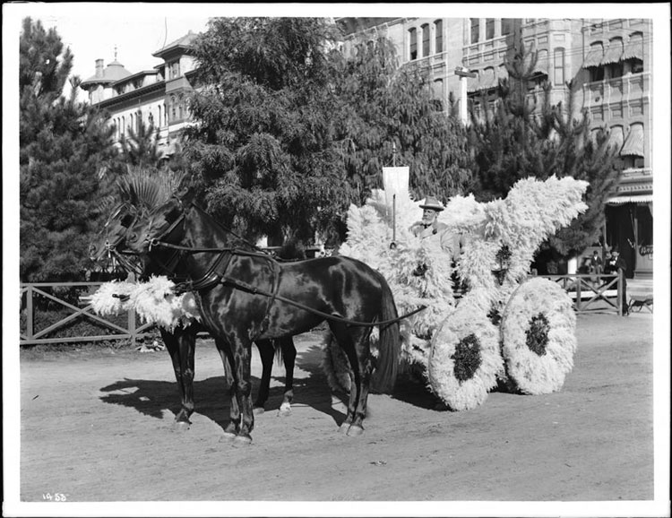 1903年的玫瑰游行比赛中，潘帕斯（Pampas）草覆盖的马车。