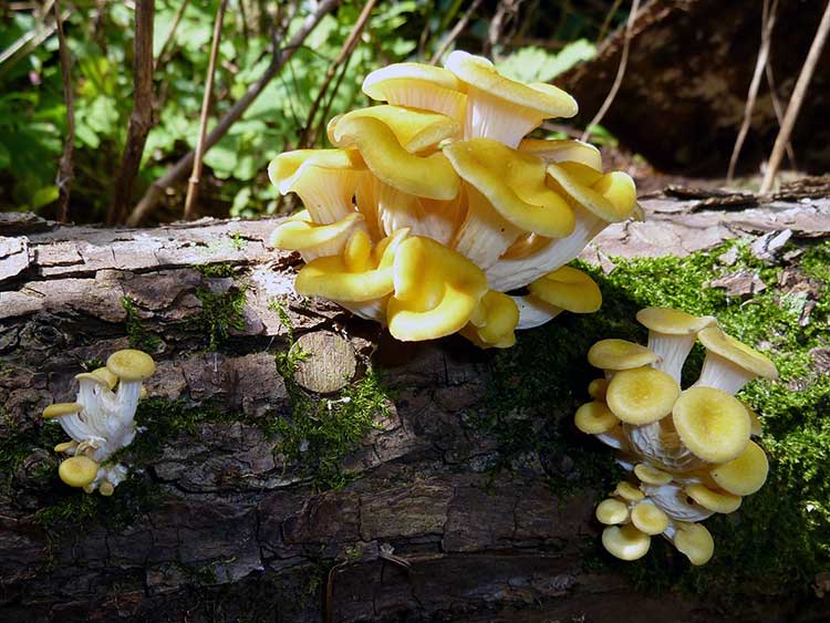 金牡蛎蘑菇