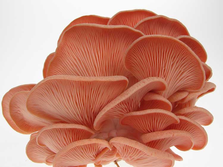 粉红色的平菇