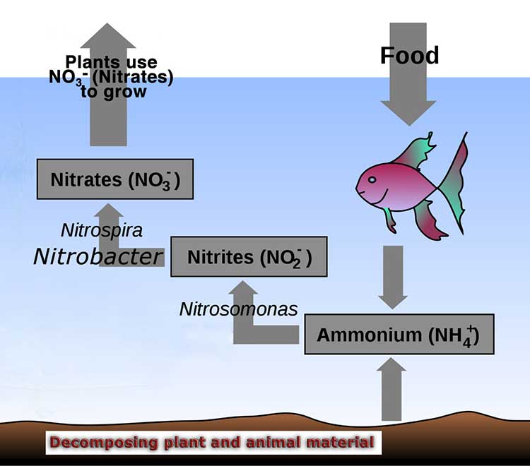 氮菜单中氮循环的插图