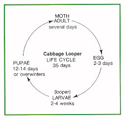 白菜循环的生命周期