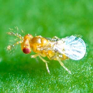 Trichogramma Wasps是一种环境白菜循环控制方法