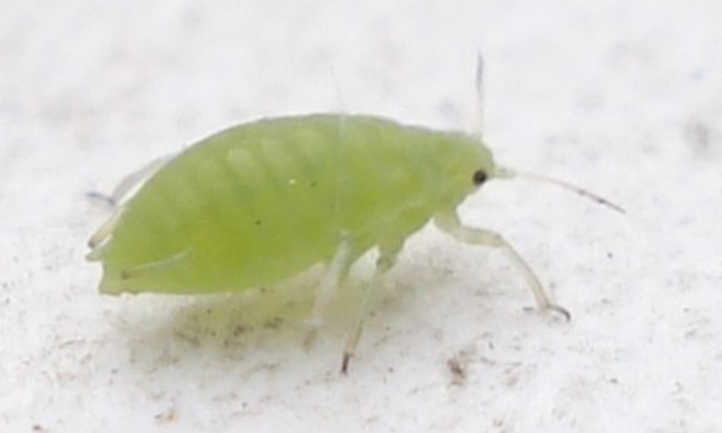 绿色蚜虫