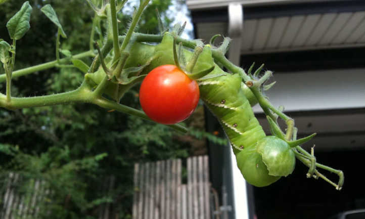 角虫挂在番茄茎上