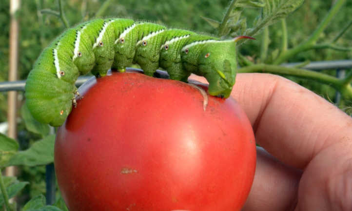 番茄上的角虫