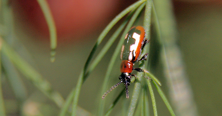 常见的芦笋甲虫