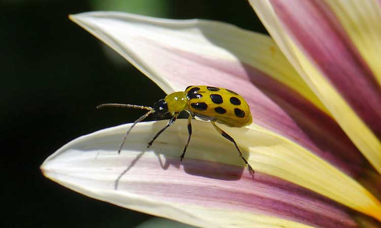 黄瓜甲虫之战:如何清除花园中的这些害虫