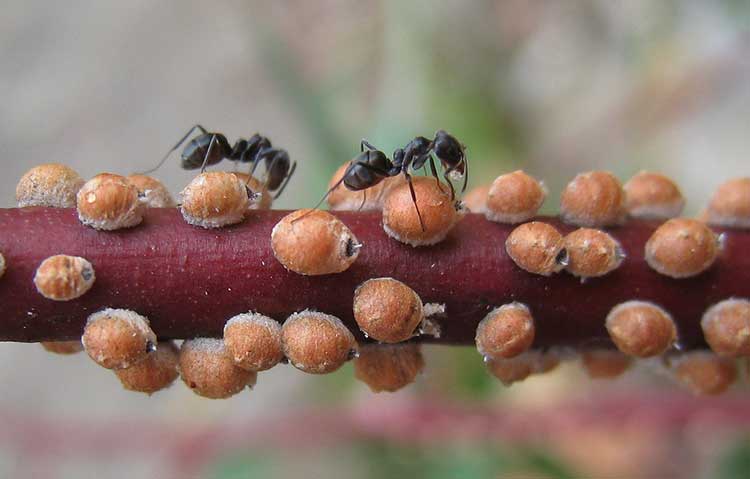 蚂蚁饲养的采食蚁科