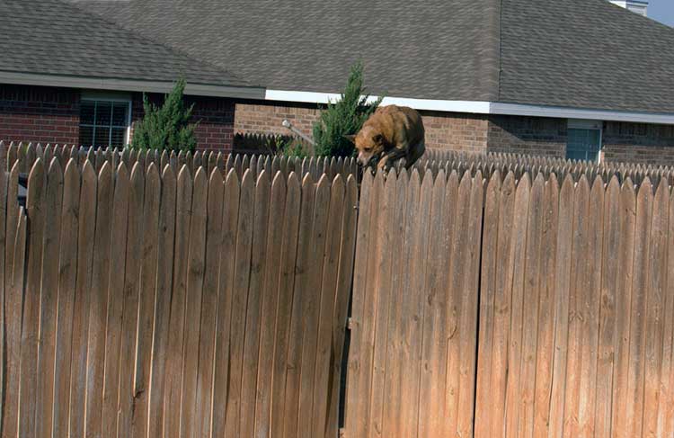 狗在篱笆上