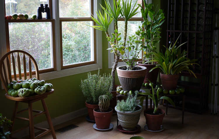 适当间隔的室内植物有良好新利官网app下载的气流