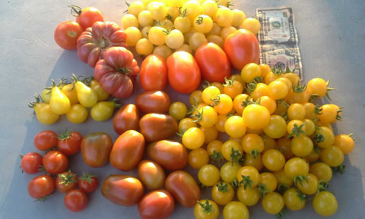大番茄收获