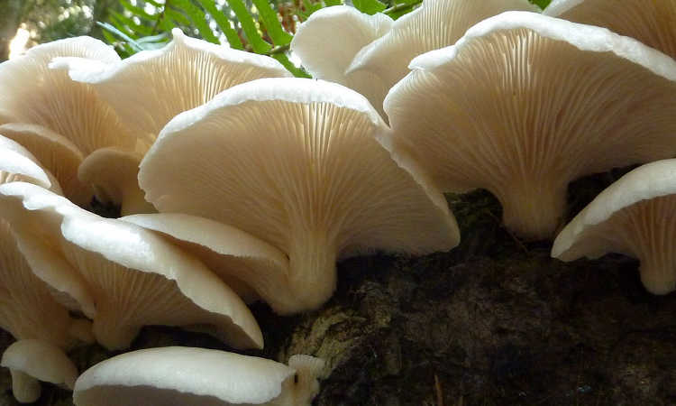 牡蛎蘑菇生长