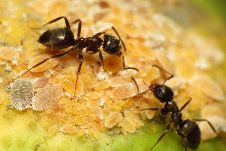 蚂蚁抚摸柑橘味