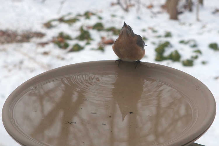 鸟在加热鸟浴