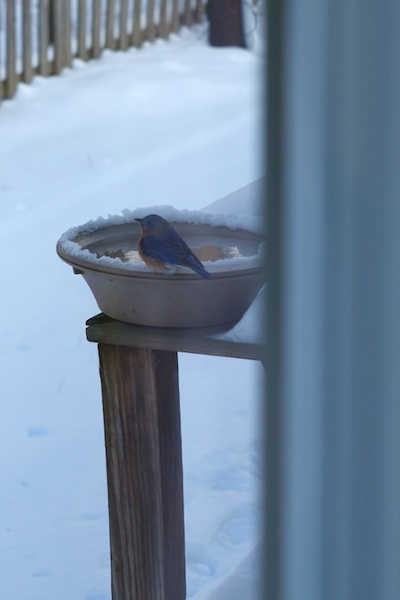 小鸟在温水鸟浴中放松