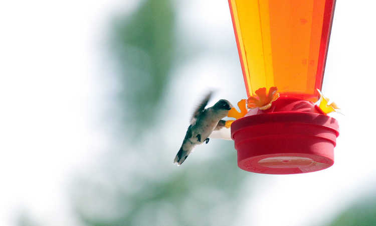 蜂鸟在喂食器旁