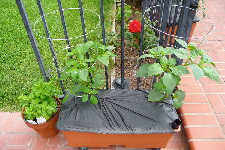 容器花园中的番茄