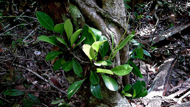 豆瓣绿属obtusifolia
