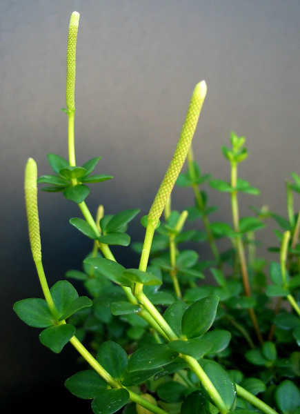 豆瓣绿属tetraphylla