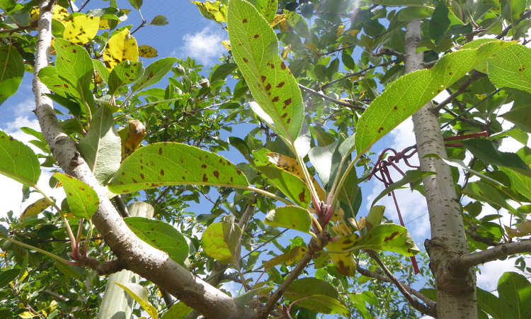 alertaria叶子斑点在苹果树