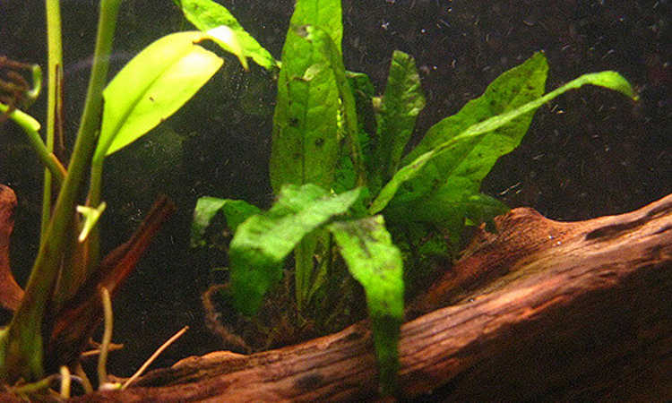 浮木上的爪哇蕨类植物